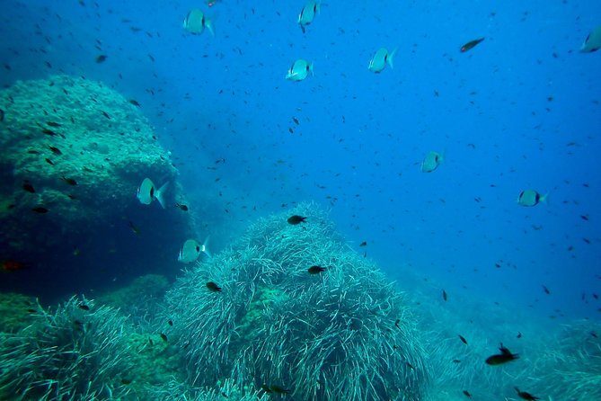 Snorkeling Excursion in Isla De Tabarca - Traveler Photos