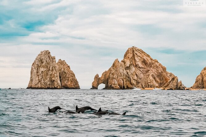 Snorkeling Open Ocean Wildlife Safari in Los Cabos With Photos Included - Transparent Reviews and Ratings