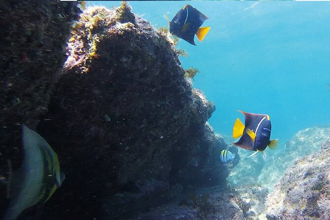 Snorkeling San Carlos With a Marine Biologist - Use of Snorkeling Equipment