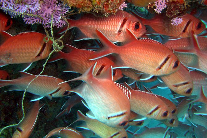 Snorkeling Tour With Fish & Turtles @ SJ - Official Operator - Cancellation Policy