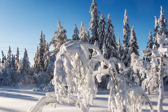 Snowshoe Tour in Winter Wonderland - Oslo - Reviews and Ratings