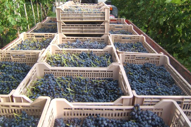 Soave Borgo Wine Day Trip With Light Lunch & 2 Wineries - Veneto Countryside Exploration