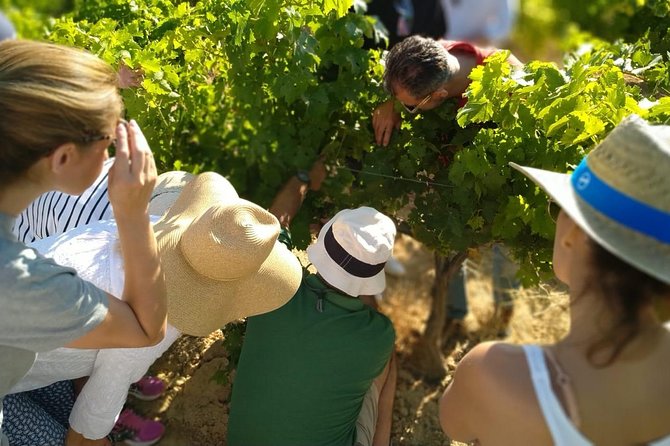 Spain Private Wine Tour to Ronda From the Costa Del Sol  - Marbella - Tour Overview