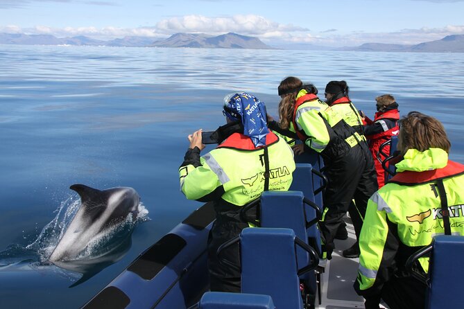 Speedboat Whale Watching in Reykjavík Iceland - Small Group - Additional Information