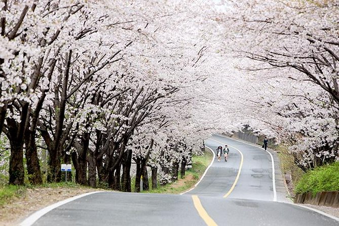 Spring 6 Days Cherry Blossom Jeju&Busan&Jinhae&Gyeongju on 31 Mar to 10 Apr - Minimum Traveler Requirement and Cancellation