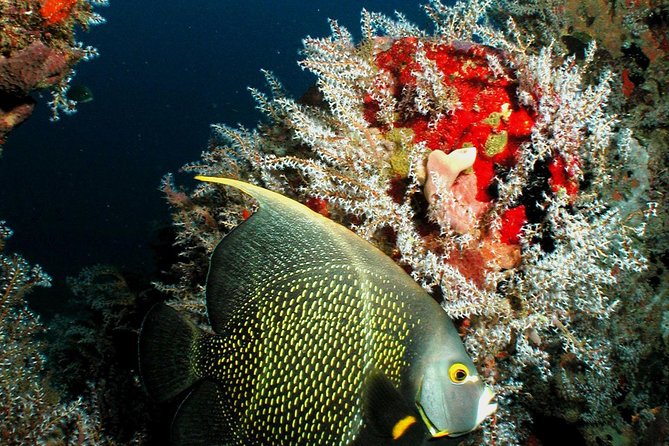 St Lucia Certified Scuba Diving Tour - Inclusions