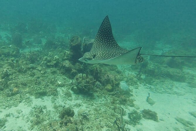 St. Lucia Gros Islet Sea Trek - Miscellaneous Information