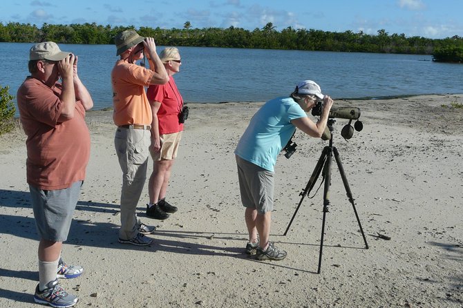 St.Martin - St.Maarten: Small Group, Birding Tour / Bird Watching Tour - Bird Species to Spot