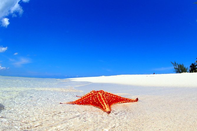 Starfish and Stingray City Fun Tour With Reef Snorkeling- 3 Stops - Tour Experience and Activities