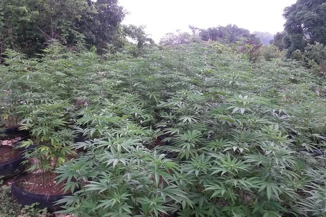 Stepping High Mountain Rastafari Herbs Tour - Private Guide and Engaging Commentary