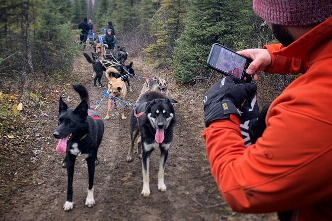 Summer Dog Sledding Adventure in Willow, Alaska - Private Trails and Iditarod Training