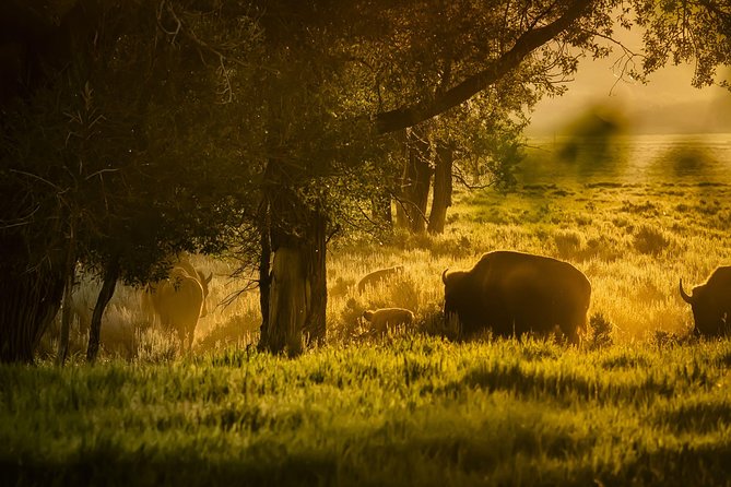 Sunrise Tour of Grand Teton National Park - Additional Information