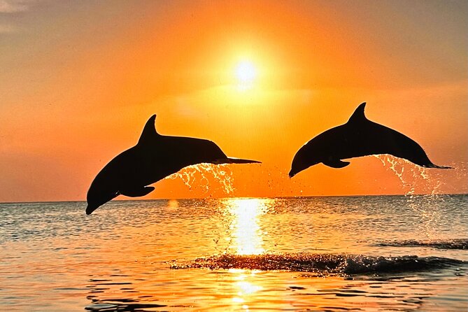 Sunset Bioluminescent Comb Jelly & Dolphin Tour - Meeting Point and Pickup Details