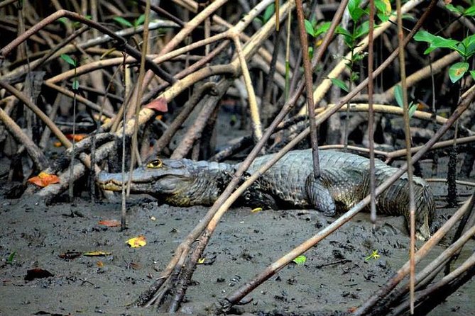 Sunset Boat Tour Into Caroni Wetlands - Reviews