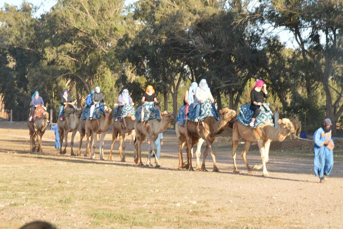 Sunset Camel Ride in Agadir With Transport, Tea and Cakes. - Experience the Beautiful Agadir Countryside