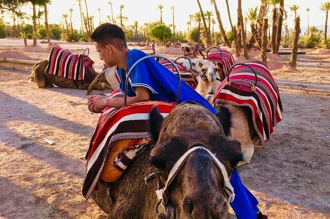 Sunset Camel Ride in the Palm Grove Of Marrakech - What to Expect During the Camel Ride