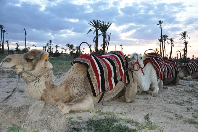 Sunset Camel Ride in the Palm Grove of Marrakech - Camel Ride Through the Palm Grove
