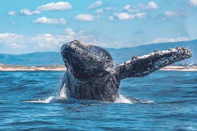 Sunset Whale Watch Tour in Monterey - Timing and End Point
