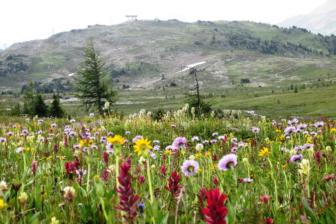 Sunshine Meadows Vistas - Guided Hike (Easy) - Inclusions
