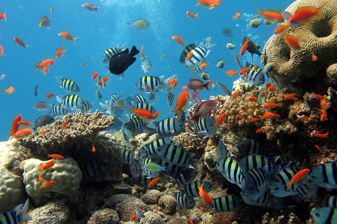 SUP Paddling & Snorkeling At Hon Chong Beach - Nha Trang - What To Expect During the Experience
