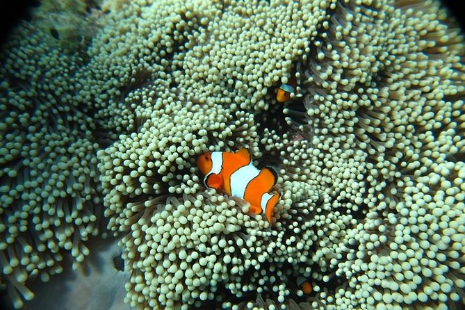 Surin Islands Speedboat Snorkeling Tour From Phuket - Common Questions