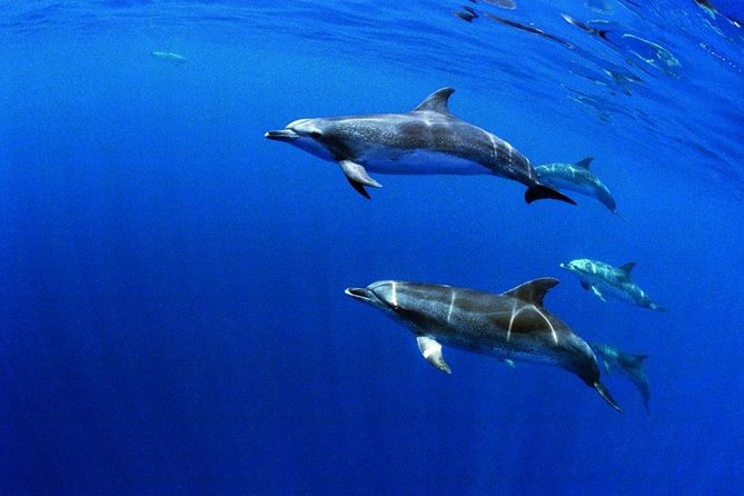 Swim With Dolphins in the Azores - Departure Options and Group Size