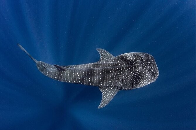 Swim With Whale Shark From La Paz - Best Time of Year to Swim With Whale Sharks