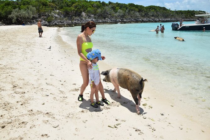 Swimming Pigs & Tour - Morning Excursion With Transportation - Food and Lunch