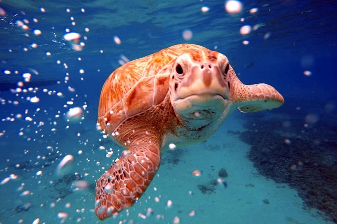 Swimming With Sea Turtles Incl. Pictures. Award Winner - Additional Information