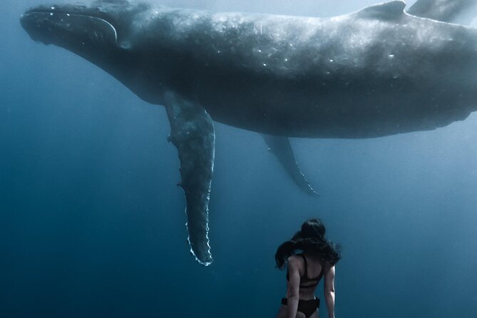 Swimming With Whales in Moorea (Half Day Tour) - Additional Information and Cancellation Policy