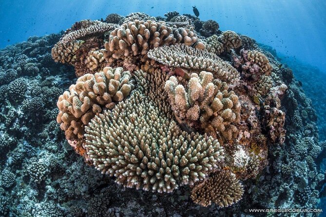 Tahiti 2-tank Certified Scuba Dive - Details of the Dive Program and What It Includes