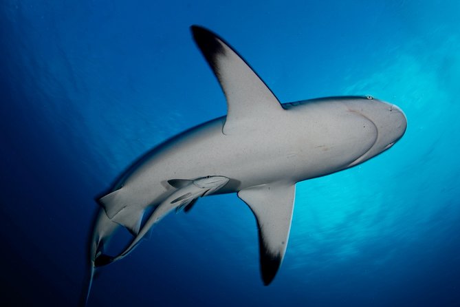 Tahiti Fun Certified Scuba Dive - Reviews