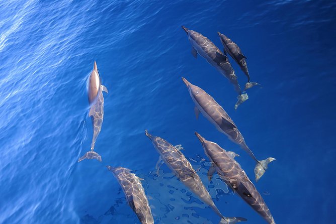 Taiwan Hualien Whale Watching Dolphin - Transportation and Guide