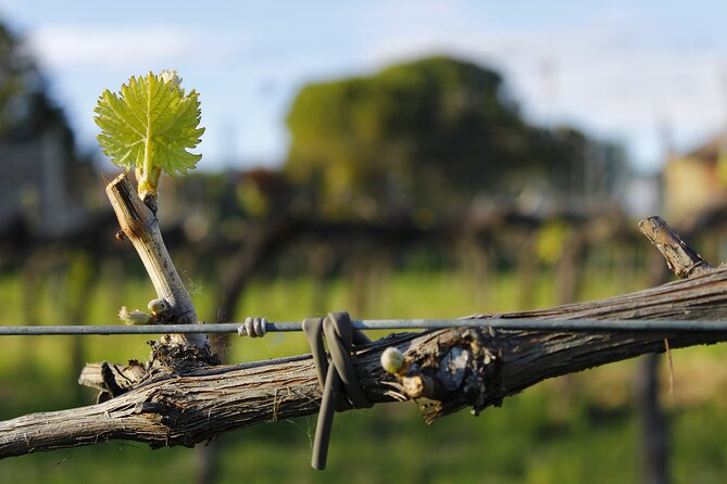 Tasting Selection of 4 Wines in Montefalco - Wine Tasting Techniques