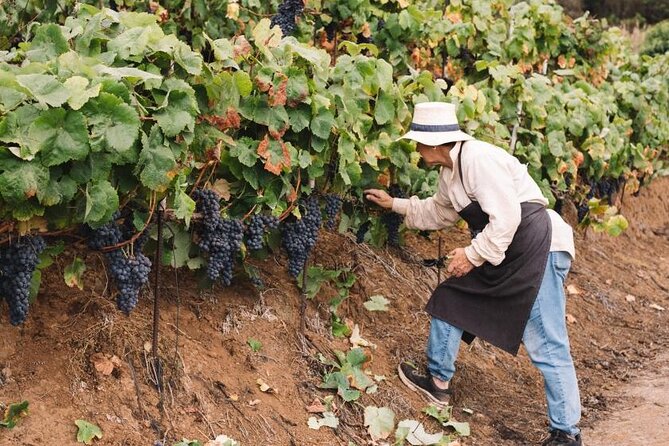 Tenerife North Gastro Wine Tour - Wine Tasting Sessions