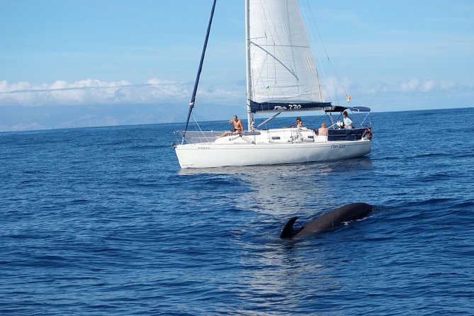 Tenerife Private Half-Day Sailing and Dolphin-Watching Tour - What to Expect