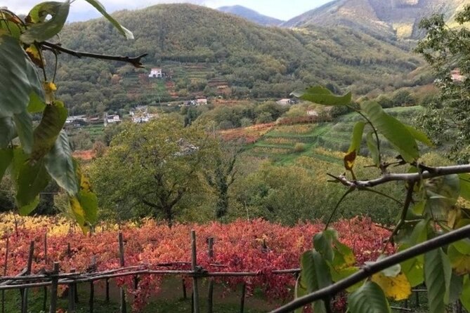 Tenuta San Francesco Wine Tasting - Selection of Wines to Taste