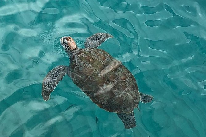 The Curacao Private Beach Hopping / Snorkeling Tour - Traveler Photos and Reviews