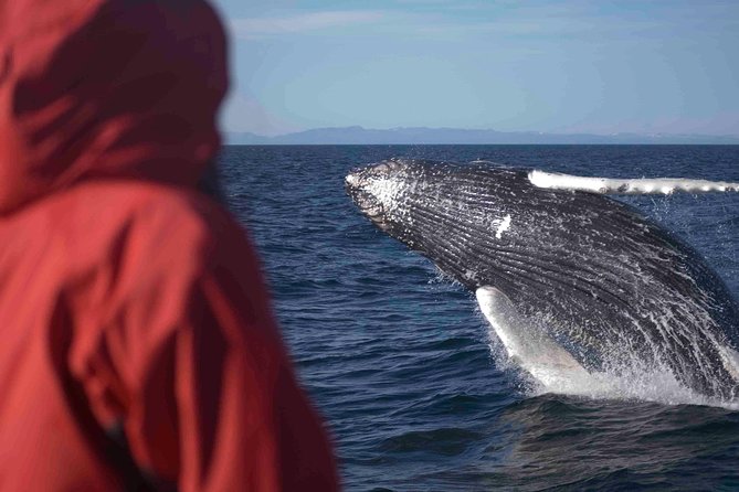 The Original Classic Whale Watching From Reykjavik - What to Expect and Additional Info