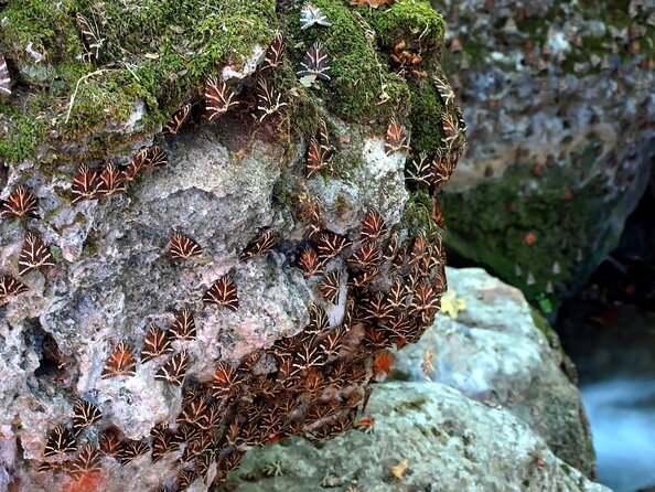 The Valley of Butterflies and Halki Day Tour - Cancellation Policy