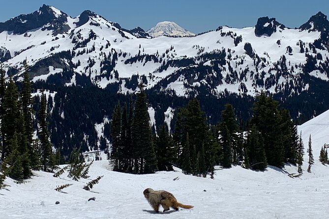 Touring and Hiking in Mt. Rainier National Park - Traveler Photos and Reviews