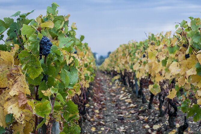 Touristic Highlights of Beaune on a Half Day (4 Hours) Private Tour With a Local - Exploring the Historic Beaune Old Town