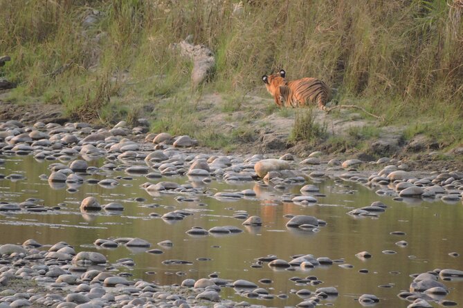 Tower Night Stay Bardia , Tree House Accommodation in Bardia - End Point and Drop-off Details