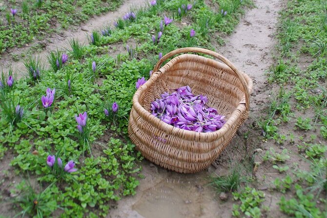 Discover the Culture of Saffron, Taste Saffron and Red Fruit Jams - The Art of Saffron Harvesting