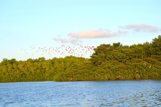 Trinidad Northern Eco-Cultural Full-Day Highlights Tour From Port of Spain - Wildlife-Watching Cruise Through Caroni Bird Sanctuary