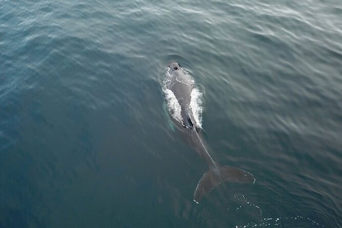 Tromso Full-Day Whale and Seabird Boat Tour to Skervoy - What To Expect