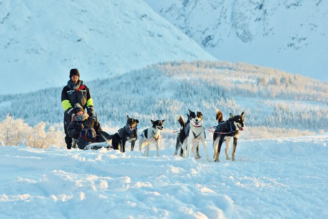 Tromso Guided Dogsledding Adventure - Guided by an Expert