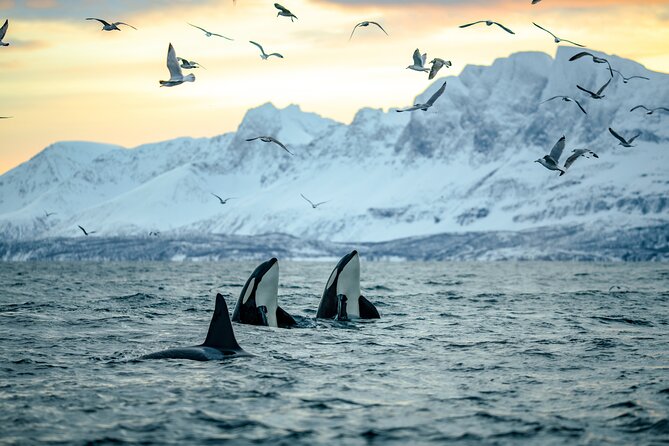Tromso Oceanic Ballet: Orca Odyssey & Majestic Marine Ensemble - Guided Tours for Optimal Whale Sightings