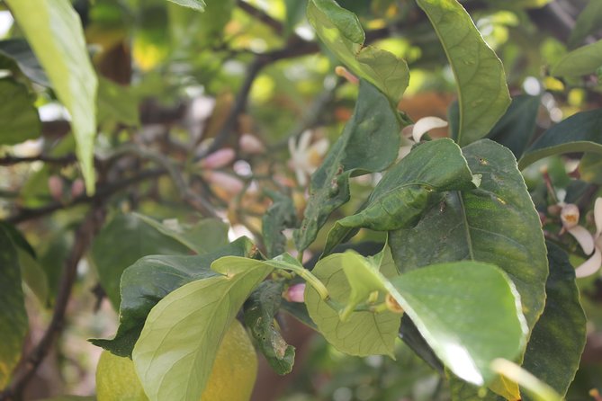 Tropical Route, Avocados and Mangoes - Small Group, Tasting and Lunch Included - Tour Highlights