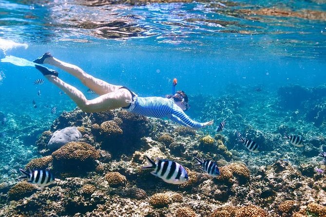 Tropical Snorkeling Tour From Punta Cana - Traveler Reviews and Pricing